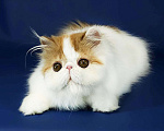 Кошки в Санкт-Петербурге: Персидский котик Мальчик, 25 000 руб. - фото 1