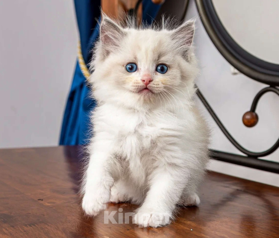 Кошки в Московском: котята рэгдолл Девочка, Бесплатно - фото 4