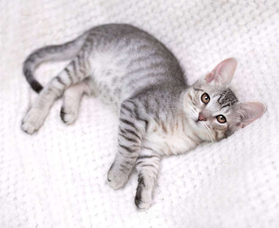 Кошки в Москве: Очаровательный котёнок Гудини в добрые руки Мальчик, 1 руб. - фото 5