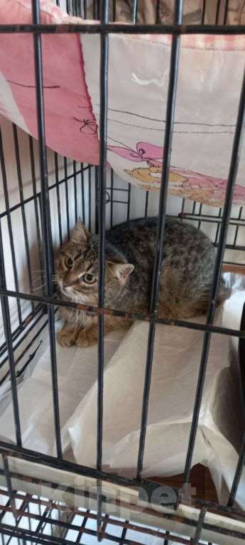 Кошки в Санкт-Петербурге: Кошка в добрые руки Девочка, Бесплатно - фото 5