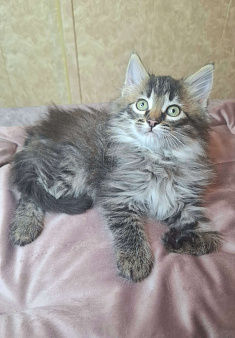 Пушистый котенок в добрые руки 