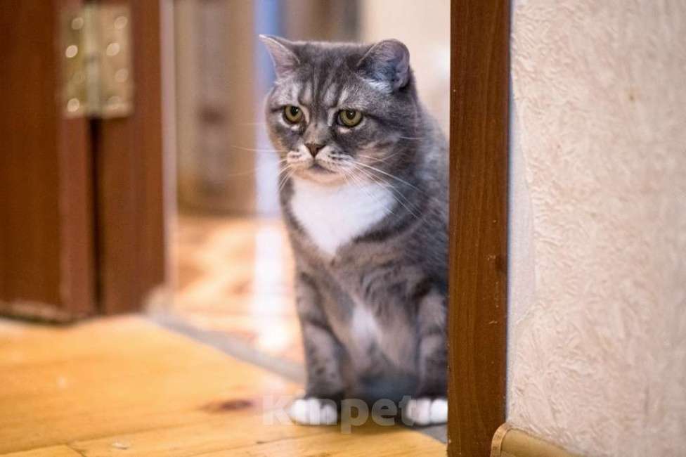 Кошки в Калуге: Очаровательная Бамбина. Кошка в добрые руки. Девочка, Бесплатно - фото 4