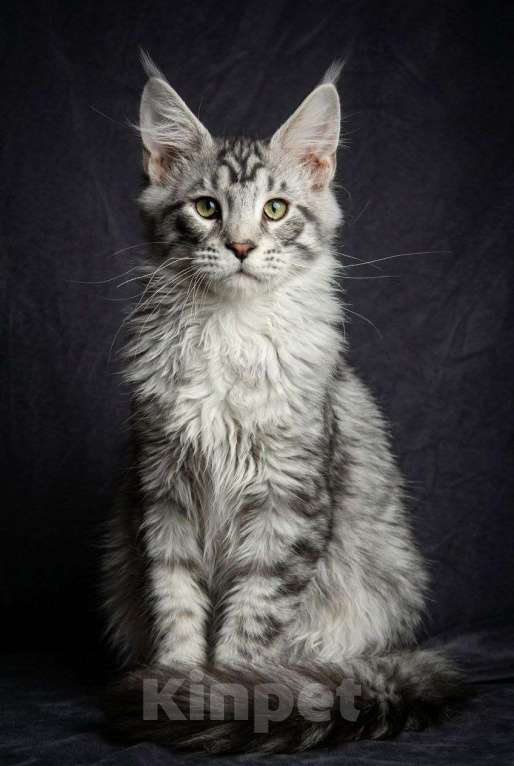 Кошки в Москве: Серебряный принц с диким взглядом! 🥈🐾 Мальчик, 40 000 руб. - фото 3