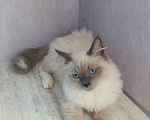 Кошки в Перми: Сибирский котёнок Мальчик, Бесплатно - фото 1