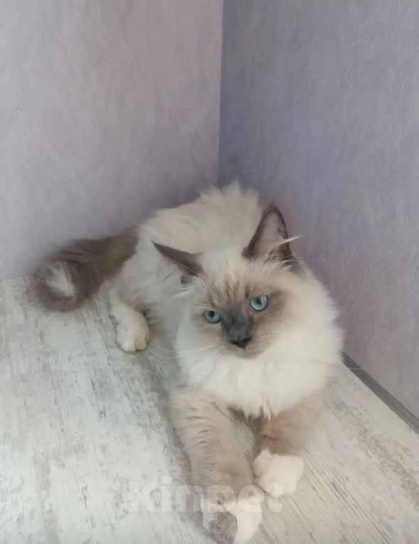 Кошки в Перми: Сибирский котёнок Мальчик, Бесплатно - фото 1
