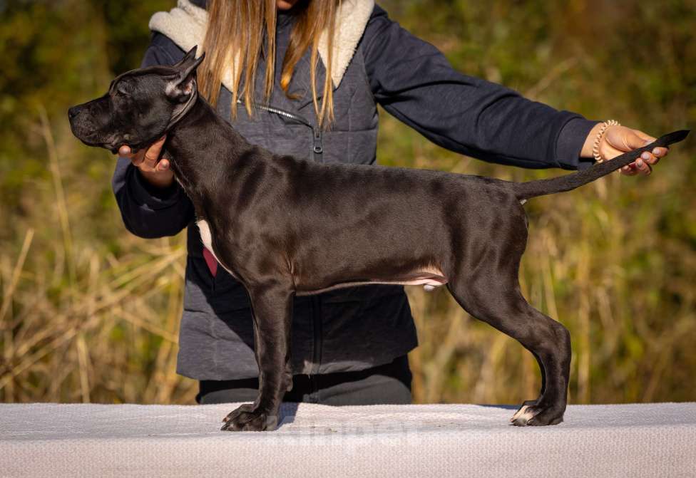 Собаки в Санкт-Петербурге: Щенки - Прайтер Мальчик, 75 000 руб. - фото 2