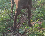 Собаки в Чебоксарах: Найдена собака Девочка, 5 руб. - фото 1