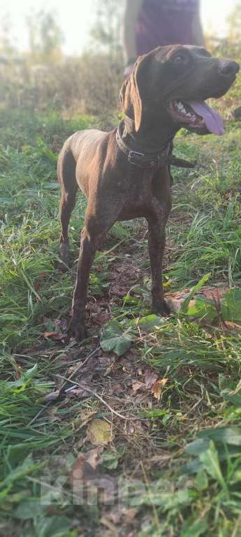 Собаки в Чебоксарах: Найдена собака Девочка, 5 руб. - фото 1