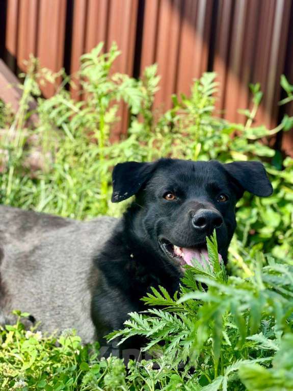 Собаки в других городах Московской области: ПРОПАЛА СОБАКА Мальчик, 2 000 руб. - фото 2