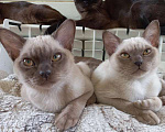 Кошки в Москве: Бурманские котята Мальчик, 40 000 руб. - фото 5
