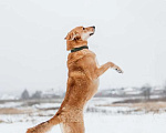 Собаки в Москве: Рыжая красавица собачка Белла в добрые руки Девочка, 1 руб. - фото 8