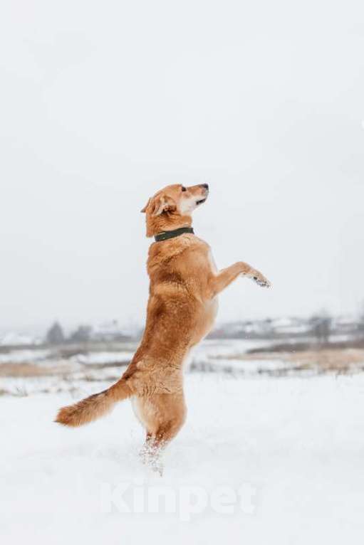 Собаки в Москве: Рыжая красавица собачка Белла в добрые руки Девочка, 1 руб. - фото 8
