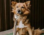 Собаки в Краснодаре: Найда  Девочка, 1 руб. - фото 1