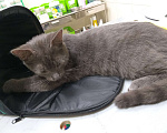 Кошки в Москве: Найден серый кот, Бульвар Рокоссовского Мальчик, 1 руб. - фото 2