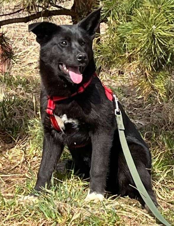 Собаки в Москве: Щенок в добрые руки Мальчик, Бесплатно - фото 5