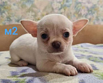 Собаки в Липецке: Щенки чихуахуа Разнополые, 30 000 руб. - фото 10