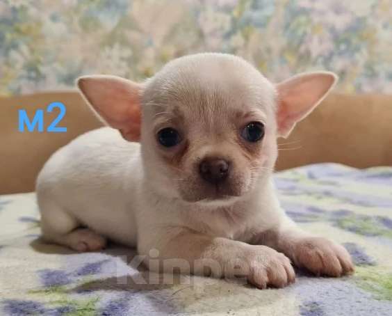 Собаки в Липецке: Щенки чихуахуа Разнополые, 30 000 руб. - фото 10