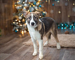 Собаки в Москве: Невероятный красавец щенок Бальмонт в дар Мальчик, Бесплатно - фото 5