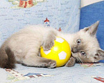 Кошки в Санкт-Петербурге: Чистопородные тайские котята + комплект, 4 000 руб. - фото 1