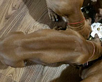 Собаки в Санкт-Петербурге: Высокопородные щенки родезийского риджбека Девочка, 50 000 руб. - фото 7