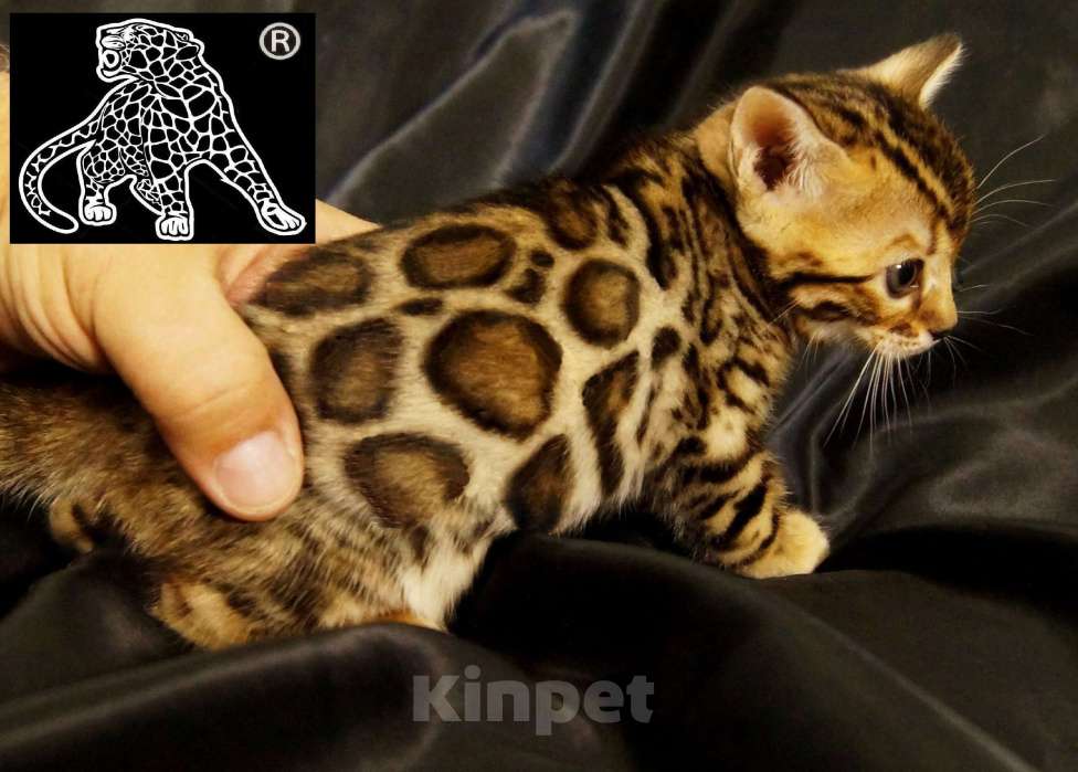 Кошки в Магадане: Бенгальский котенок Мальчик, Бесплатно - фото 4