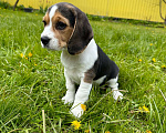 Собаки в Ступино: Элитный щенок Бигль (Годсенд VIP) Девочка, 55 000 руб. - фото 2
