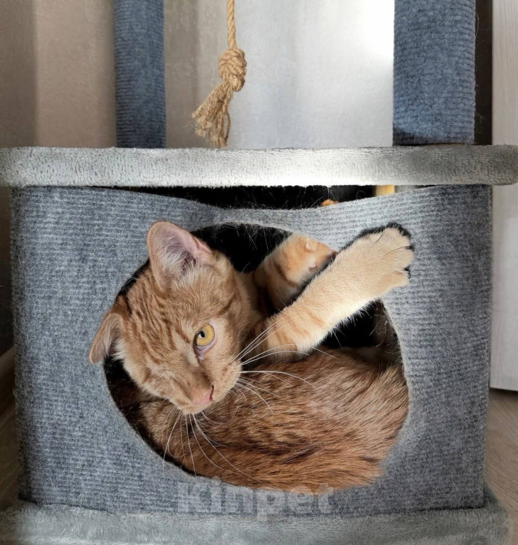 Кошки в Москве: Котенок в добрые руки Мальчик, Бесплатно - фото 3