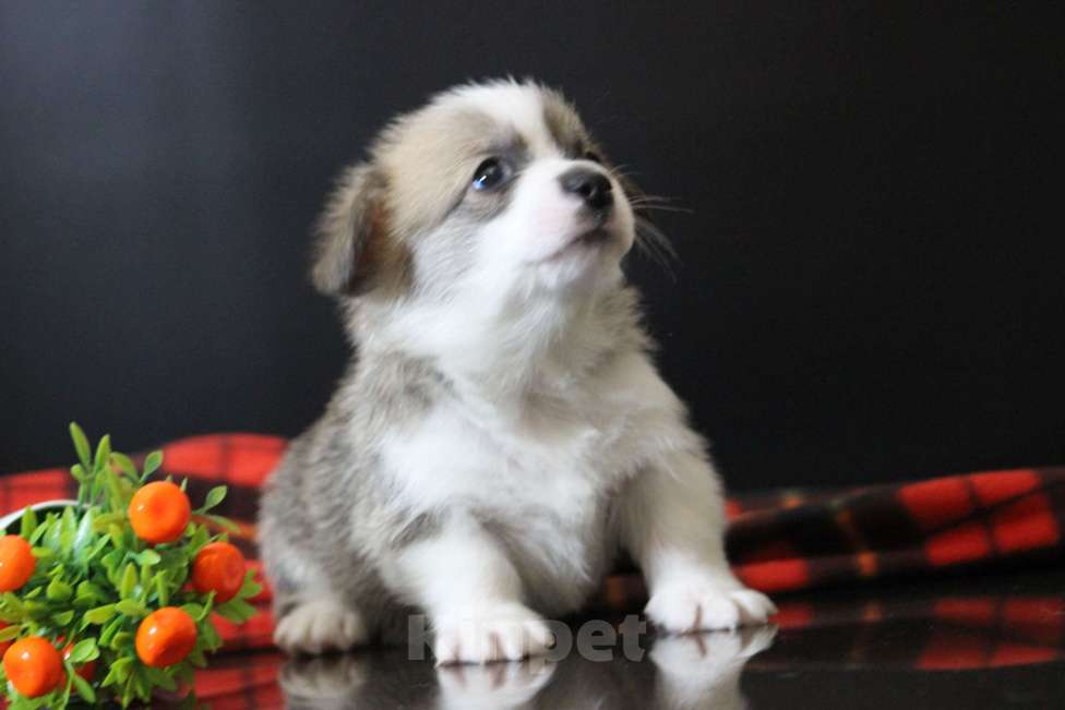 Собаки в Москве: Щенки вельш корги пемброк Мальчик, 65 000 руб. - фото 2