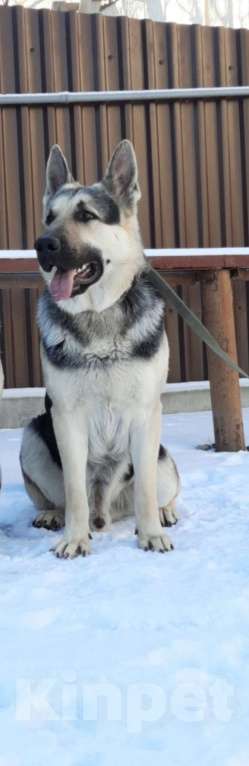 Собаки в других городах Краснодарского края: Щенки Восточноевропейской овчарки Девочка, 60 000 руб. - фото 10