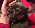 Собаки в Иркутске: Французский бульдог, щенок Мальчик, Бесплатно - фото 8