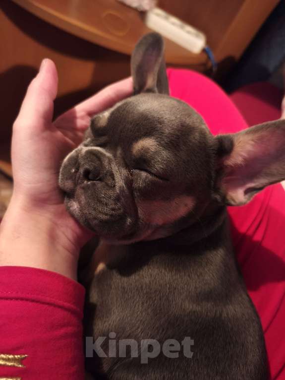 Собаки в Иркутске: Французский бульдог, щенок Мальчик, Бесплатно - фото 8