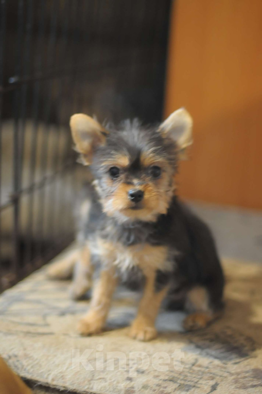 Собаки в Якутске: щенок девочка Девочка, 15 000 руб. - фото 2