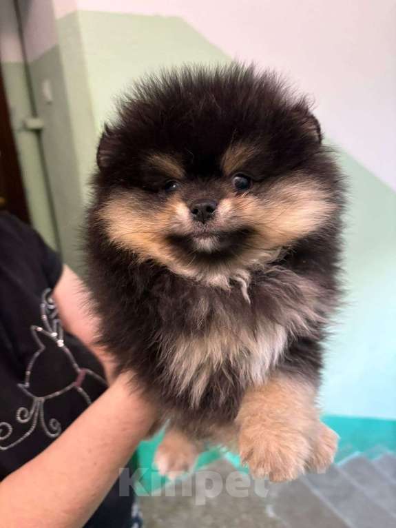 Собаки в Екатеринбурге: шпицемишка  черно-подпалого  окраса Мальчик, Бесплатно - фото 1