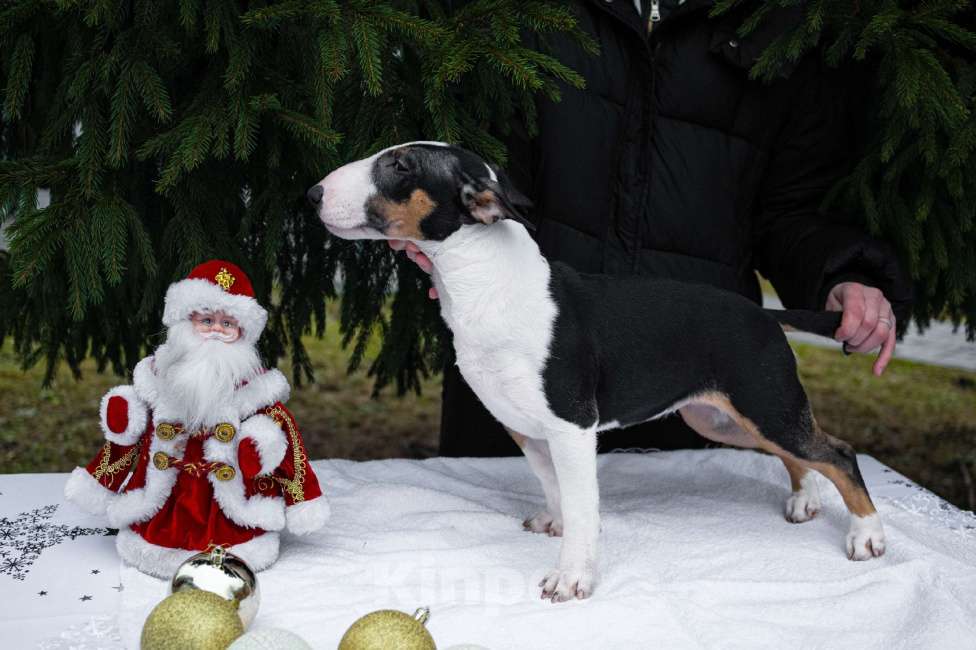 Собаки в Нижнем Новгороде: Предлагаются к продаже щенки миниатюрного бультерьера  Девочка, 100 000 руб. - фото 2