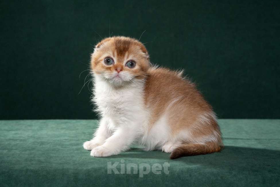 Кошки в Екатеринбурге: Шотландские  котята Мальчик, 30 000 руб. - фото 1