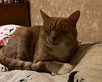 Кошки в Москве: Невероятно ласковый котик Лари хочет в добрые ручки Мальчик, Бесплатно - фото 2