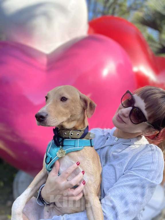 Собаки в Люберцах: Солнечный парень Вилли в поисках родителей Мальчик, Бесплатно - фото 8