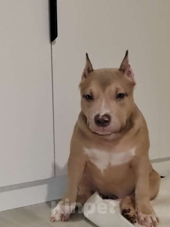 Собаки в Мурином: Девочка Латте ищет семью Девочка, 70 000 руб. - фото 4