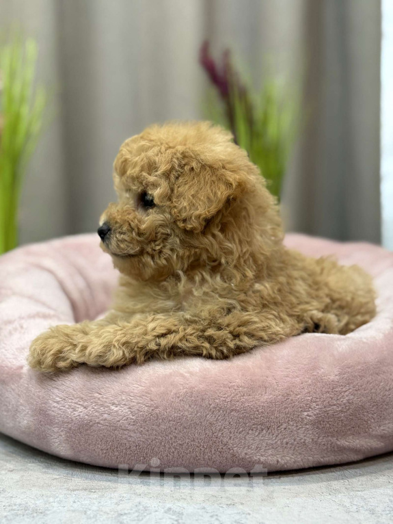 Собаки в Москве: Teddy Мальчик, Бесплатно - фото 8