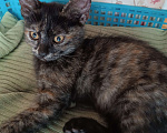 Кошки в Донецке: Котятки-ребятки ищут дом  Девочка, Бесплатно - фото 2