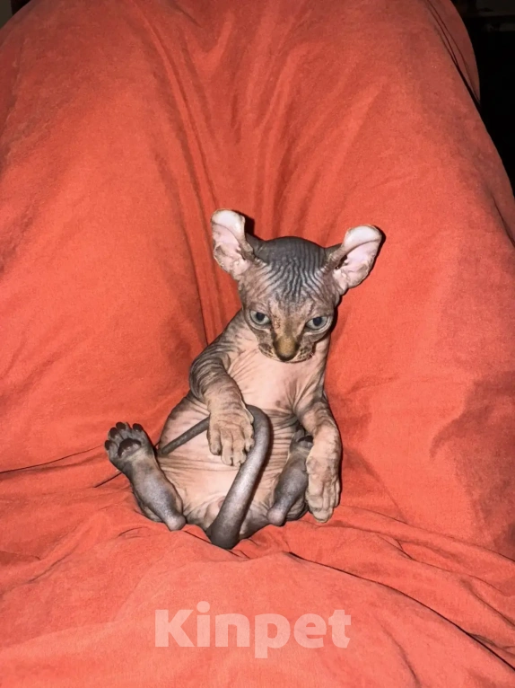 Кошки в Одинцово: Продадим прекрасных котят в добрую, любящую семью Разнополые, 15 000 руб. - фото 3