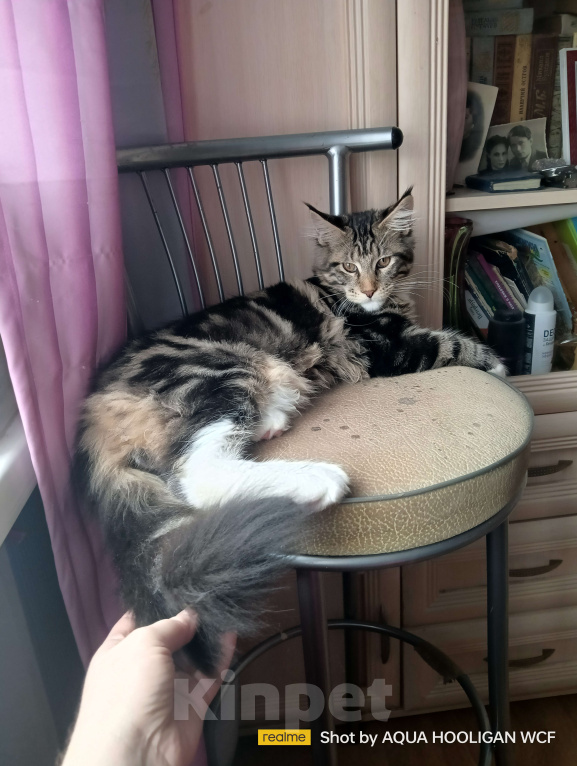 Кошки в Санкт-Петербурге: Bernadett Аква Хулиган Девочка, 65 000 руб. - фото 3