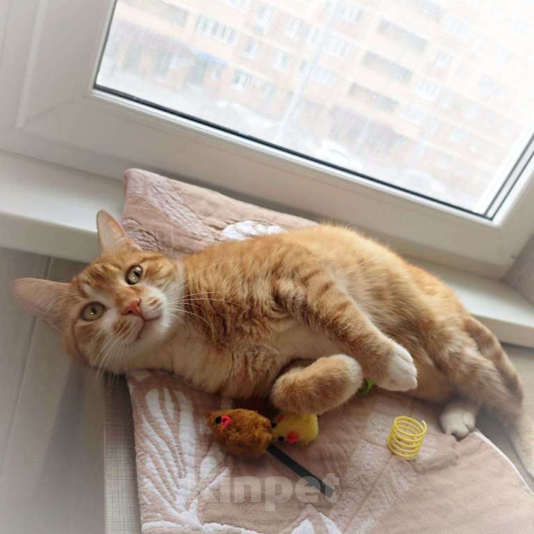 Кошки в Москве: Рыжему счастью нужен дом Мальчик, Бесплатно - фото 5