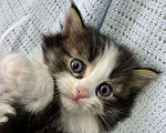 Кошки в Ногинске: Котенок девочка в добрые руки Девочка, Бесплатно - фото 2