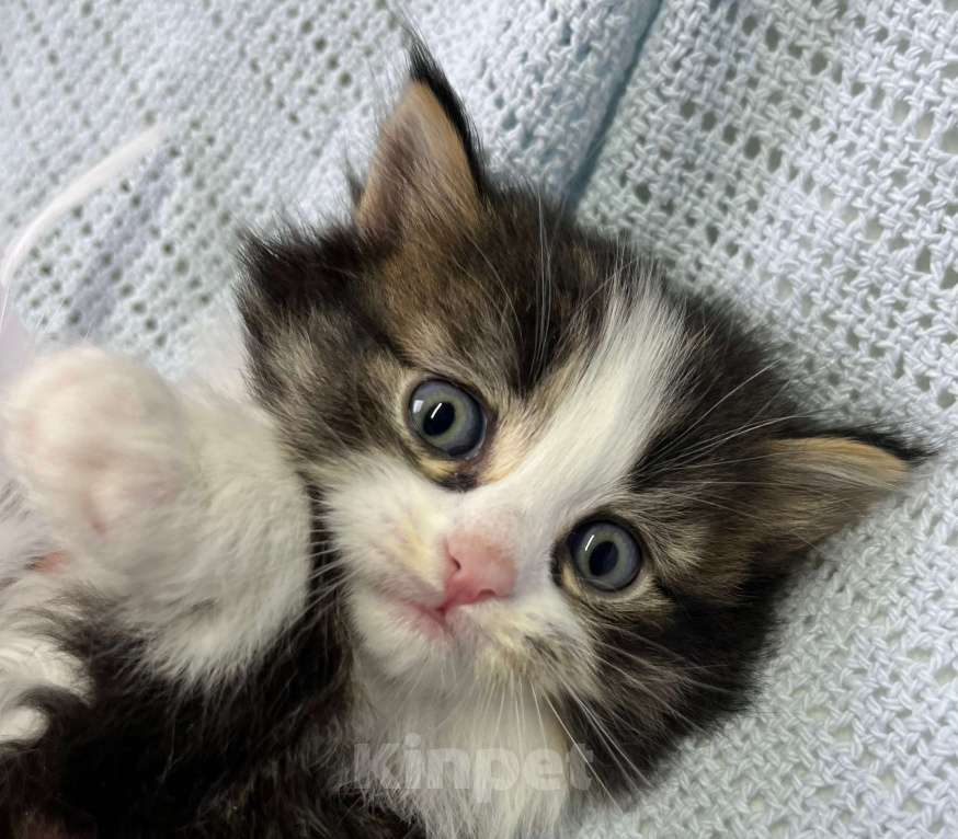 Кошки в Ногинске: Котенок девочка в добрые руки Девочка, Бесплатно - фото 2
