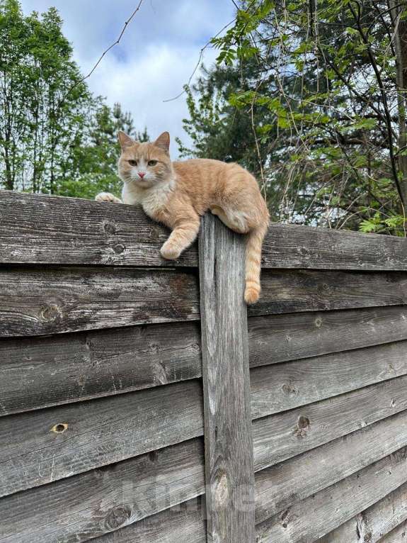 Кошки в Звенигороде: Пропала Кошка Девочка, 20 000 руб. - фото 3