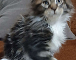 Кошки в Новоалександровске: Чистокровные котята мейн-кун 🐾 Мальчик, 30 000 руб. - фото 4