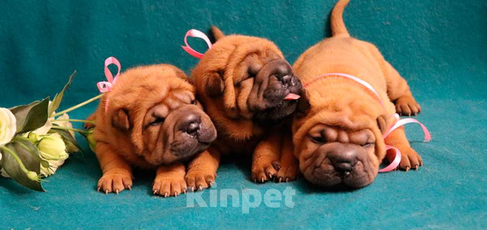 Собаки в Москве: Шарпей щенки девочки Девочка, 60 000 руб. - фото 3