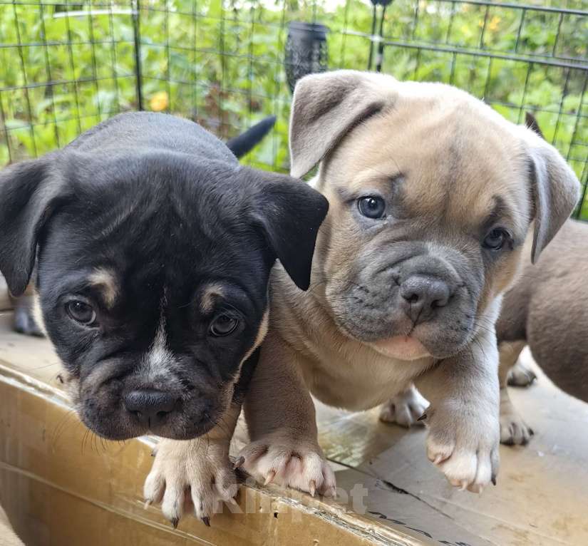 Собаки в Александрове: Малыш американский булли Мальчик, 120 000 руб. - фото 5