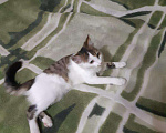 Кошки в Заволжье: Отдам в добрые руки, 10 руб. - фото 7